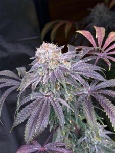 Lemon Mandarin da Fast4Buds