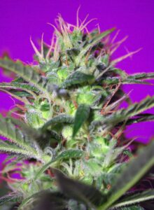 Botafumeiros – Sementes Feminizadas e Automáticas