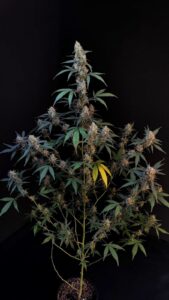 Bubble Gum Auto – Fast Buds