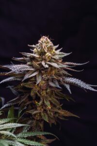 Gorilla Melon – Sementes Autoflorescentes