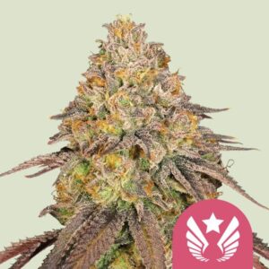Legendary OG Punch – Roya Queen seeds