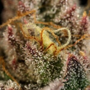 Legendary OG Punch – Roya Queen seeds
