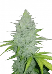 Cheese Auto Fast Buds