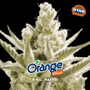 Orange Blossom XXL Auto – BSF