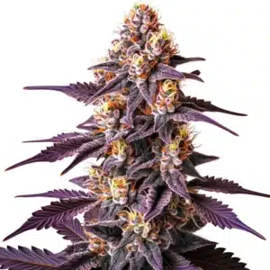 Pink Gorilla Auto – Semente Amazonia Seeds