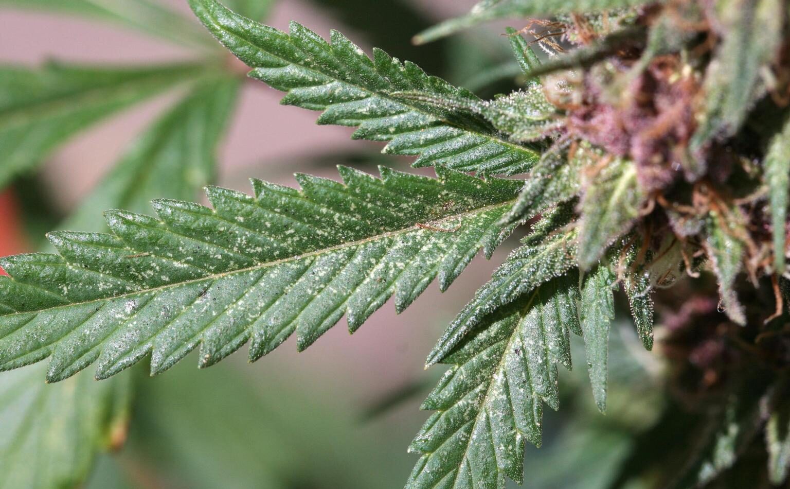 Pulgão na Cannabis: Como Identificar, Isolar e Evitar Prejuízos