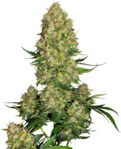 Super Skunk – Sementes Premium | Amazonia Seeds