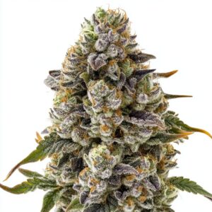 Apple Fritter Autoflower