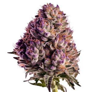 Sementes de Cannabis de Mirtilo