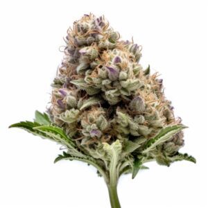 Apple Fritter Autoflower