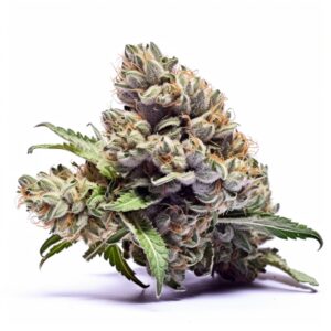 Apple Fritter Autoflower