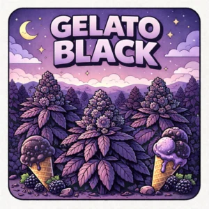 Gelato Black