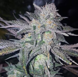 White Widow – A Rainha dos Híbridos