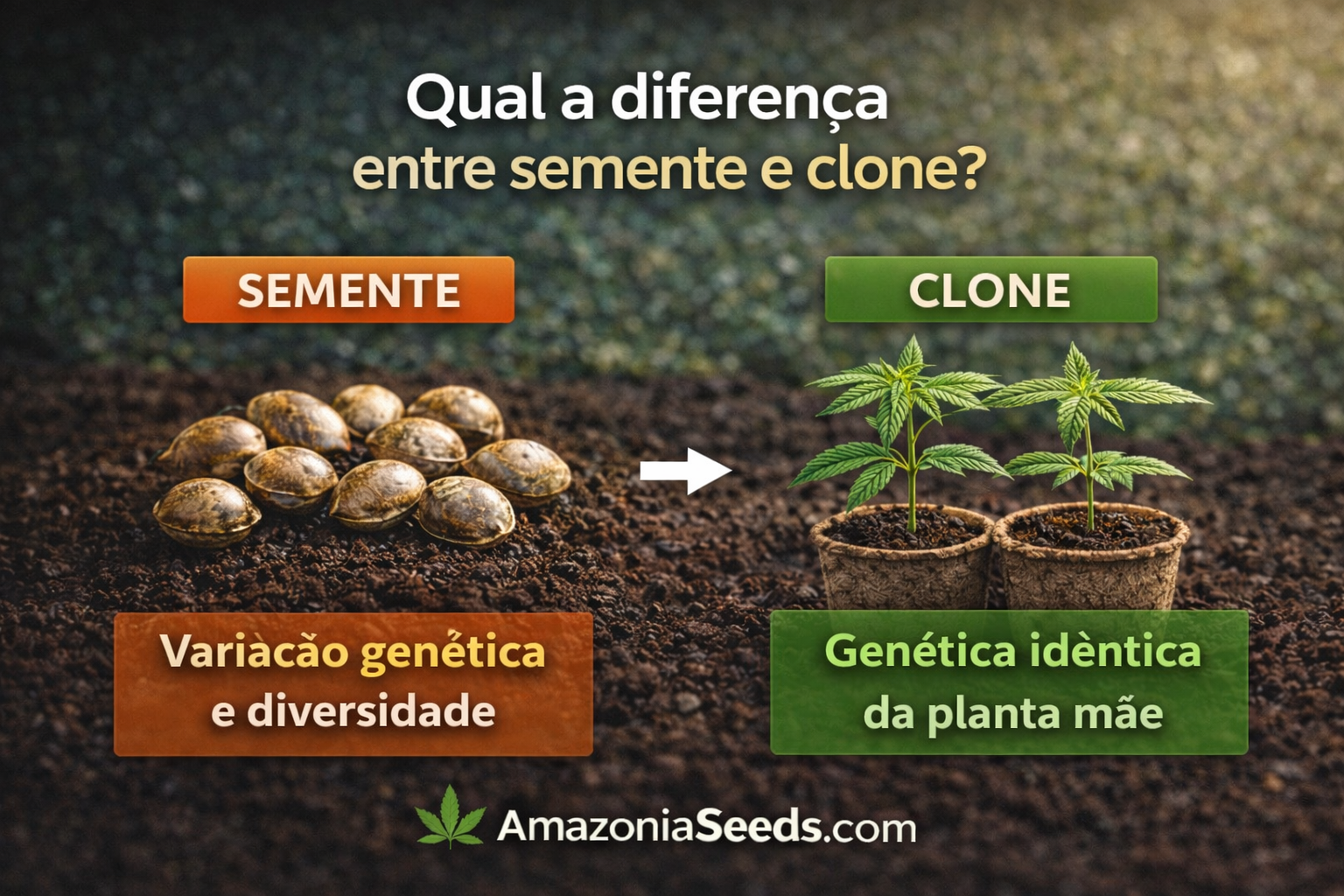 Comparação entre sementes e clones de cannabis | Amazonia Seeds