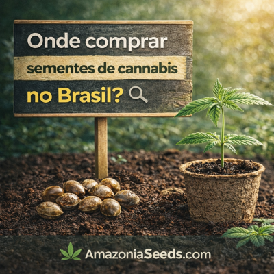 Onde comprar sementes de cannabis no Brasil?
