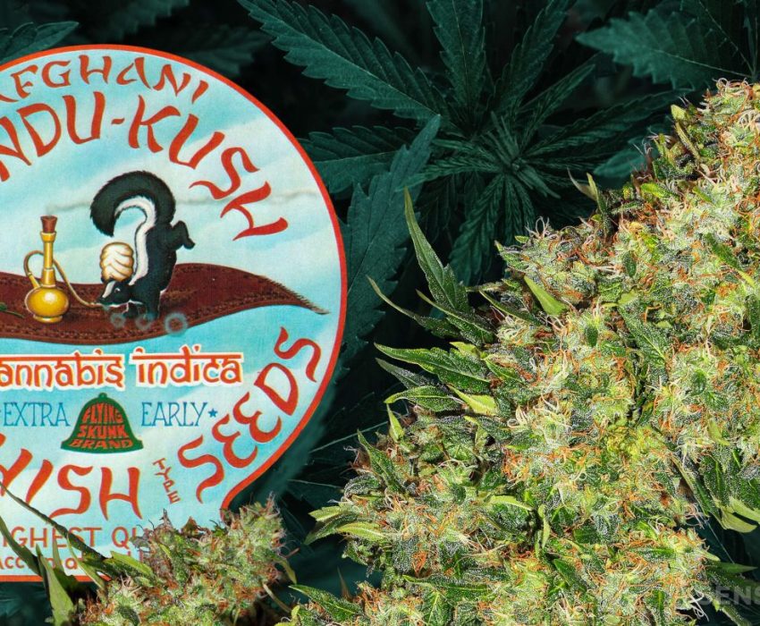 Skunk #1: A Verdadeira História da Genética que Moldou a Cannabis Moderna