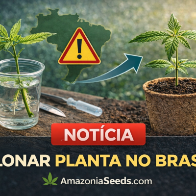 O que é clone de cannabis? Entenda o que significa