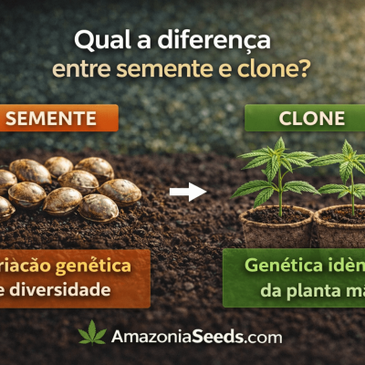 Comparação entre sementes e clones de cannabis | Amazonia Seeds